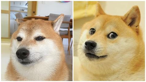 [DOGE.
